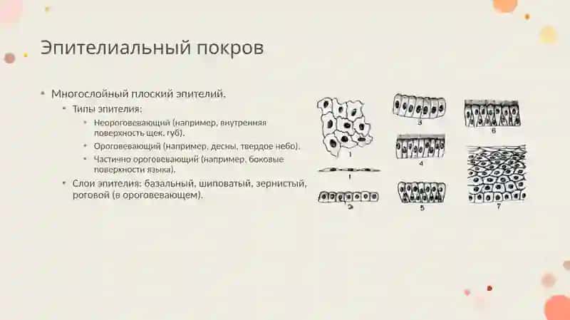 Возрастные особенности строения слизистой оболочки полости рта. Тканевые и клеточные механизмы защитной функции слизистой оболочки полости рта 4