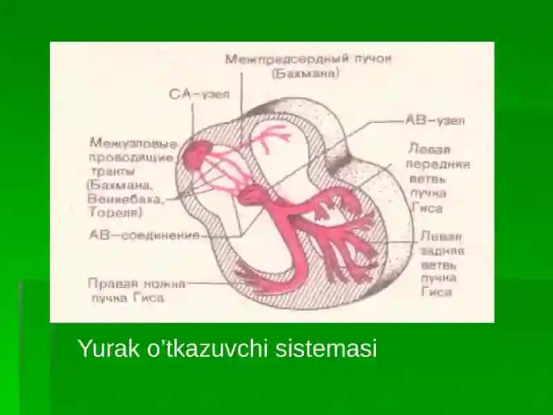 Elektrokardiografiya(EKG) 4