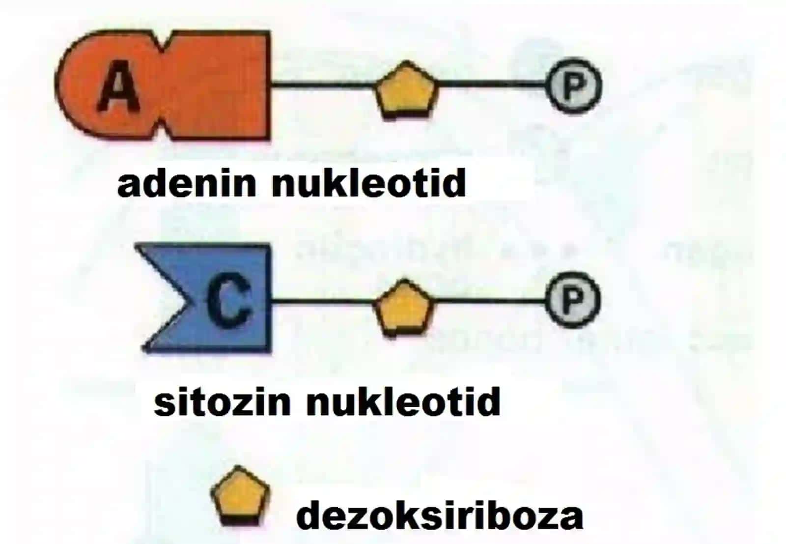 Sekvensiyalash va bioinformatika asosida nuklein kislotalarni tahlil qilish 4