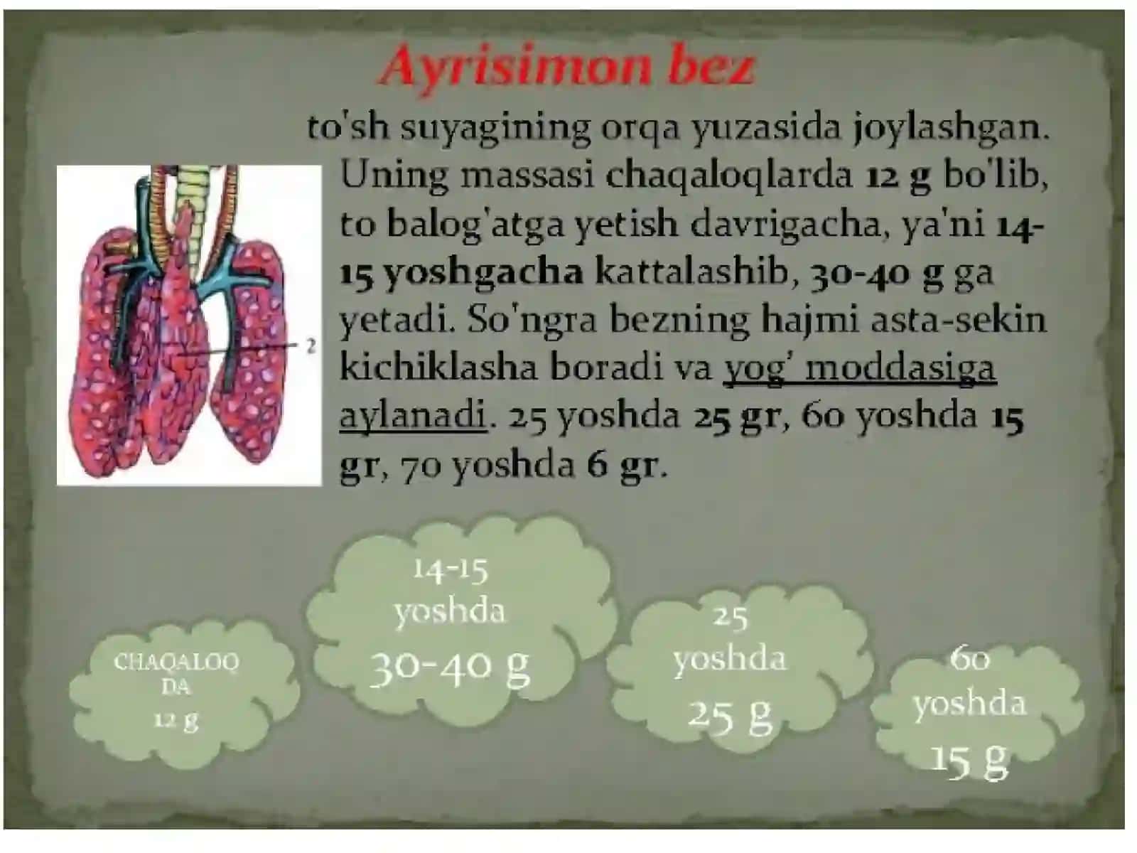 Timus tuzilishi Taraqqiyoti va vazifasi 4