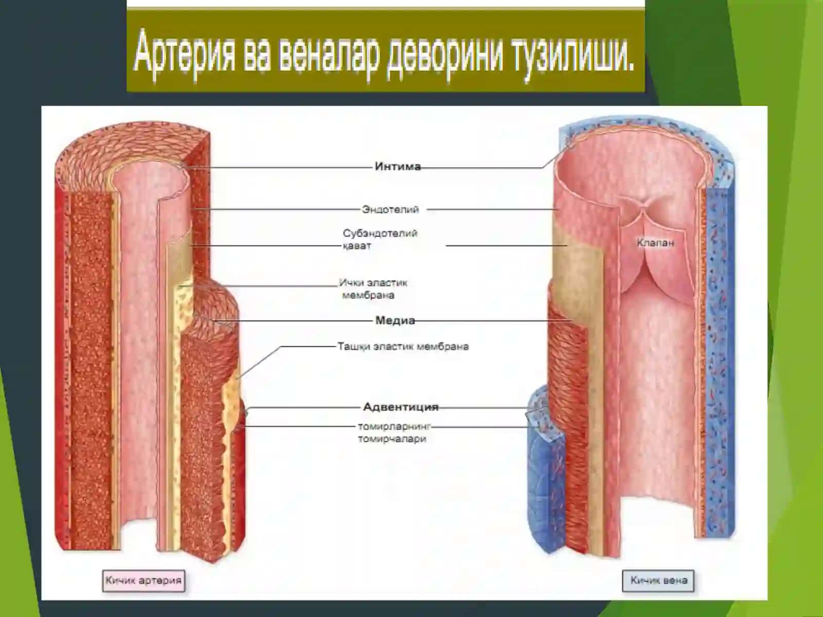 ЮРАК ҚОН-ТОМИРЛАР СИСТЕМАСИ 4