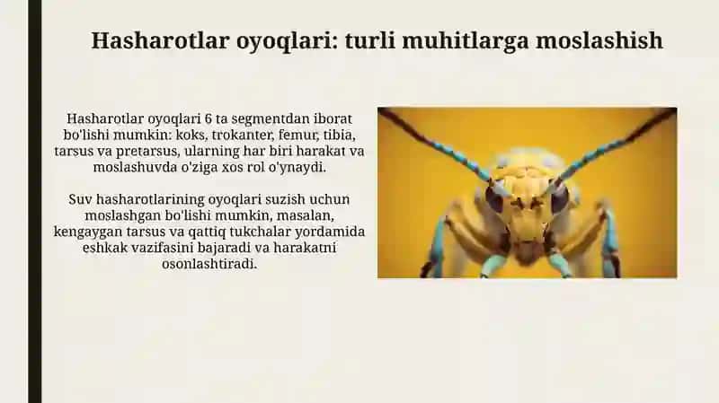Bosh tuzilishi: Sezgi organlari va og'iz apparatlari 4