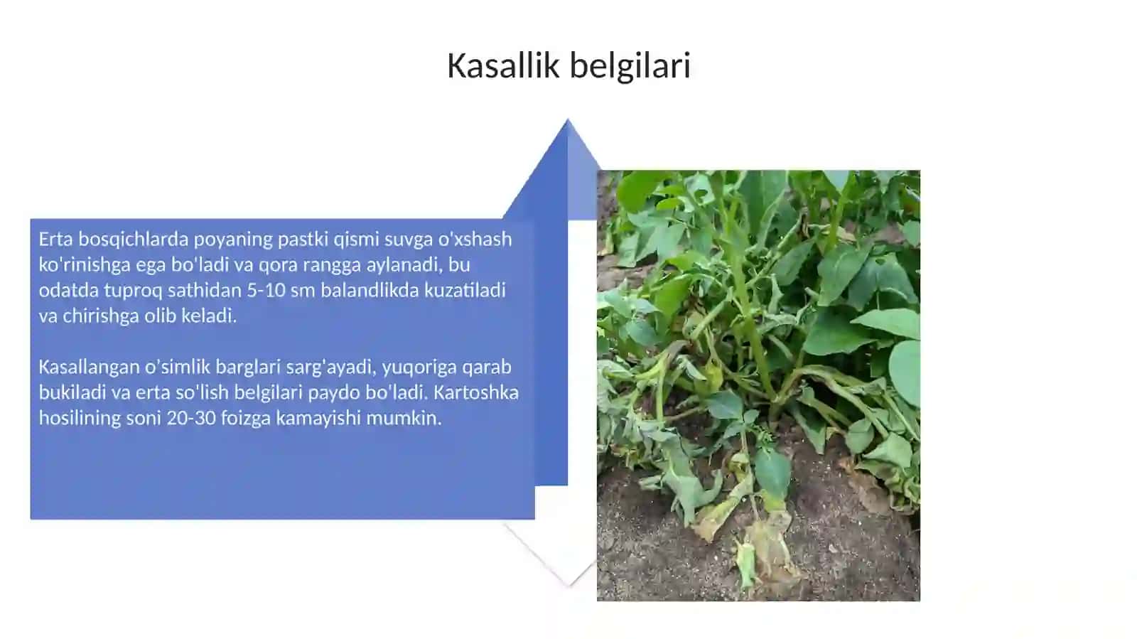 Kartoshkaning qorason kasalligi 4