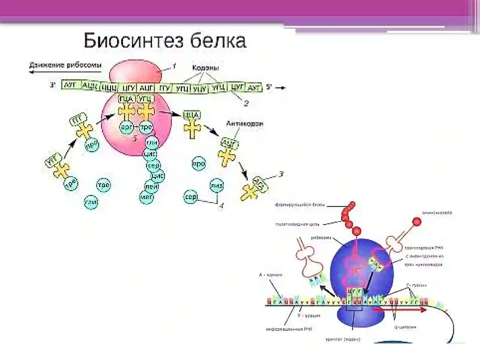 Oqsil biosintezi va genlarekspressiyasining boshqarilishi 4