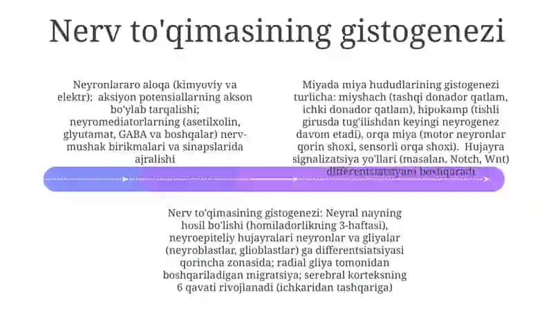 Sut bezlari gistogenezi va gistafiziologiyasi 4