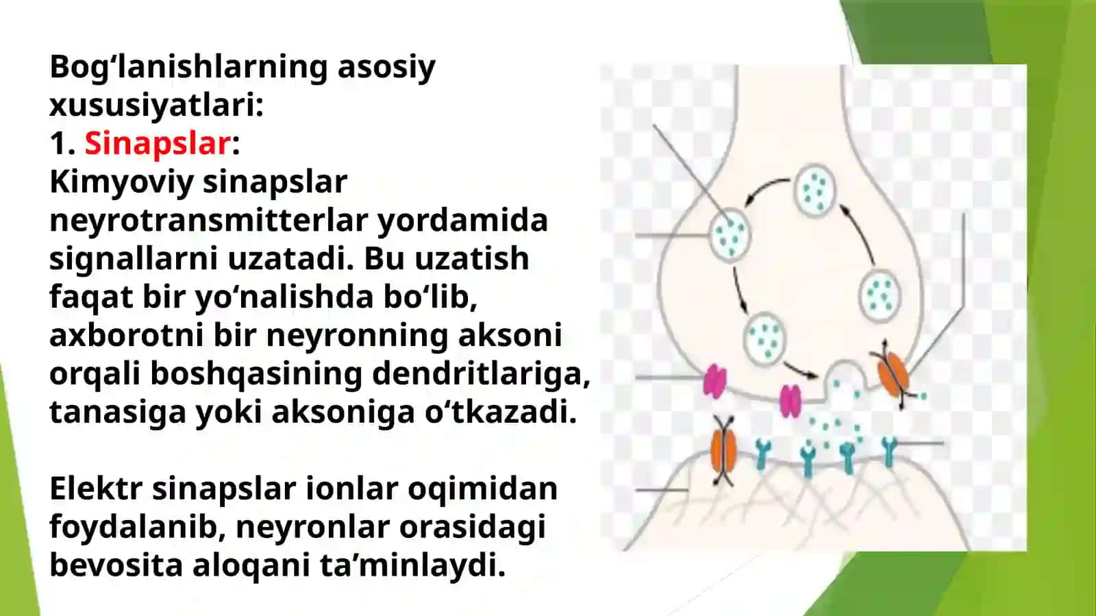 Gistologiya fanidan mustaqil ish 4