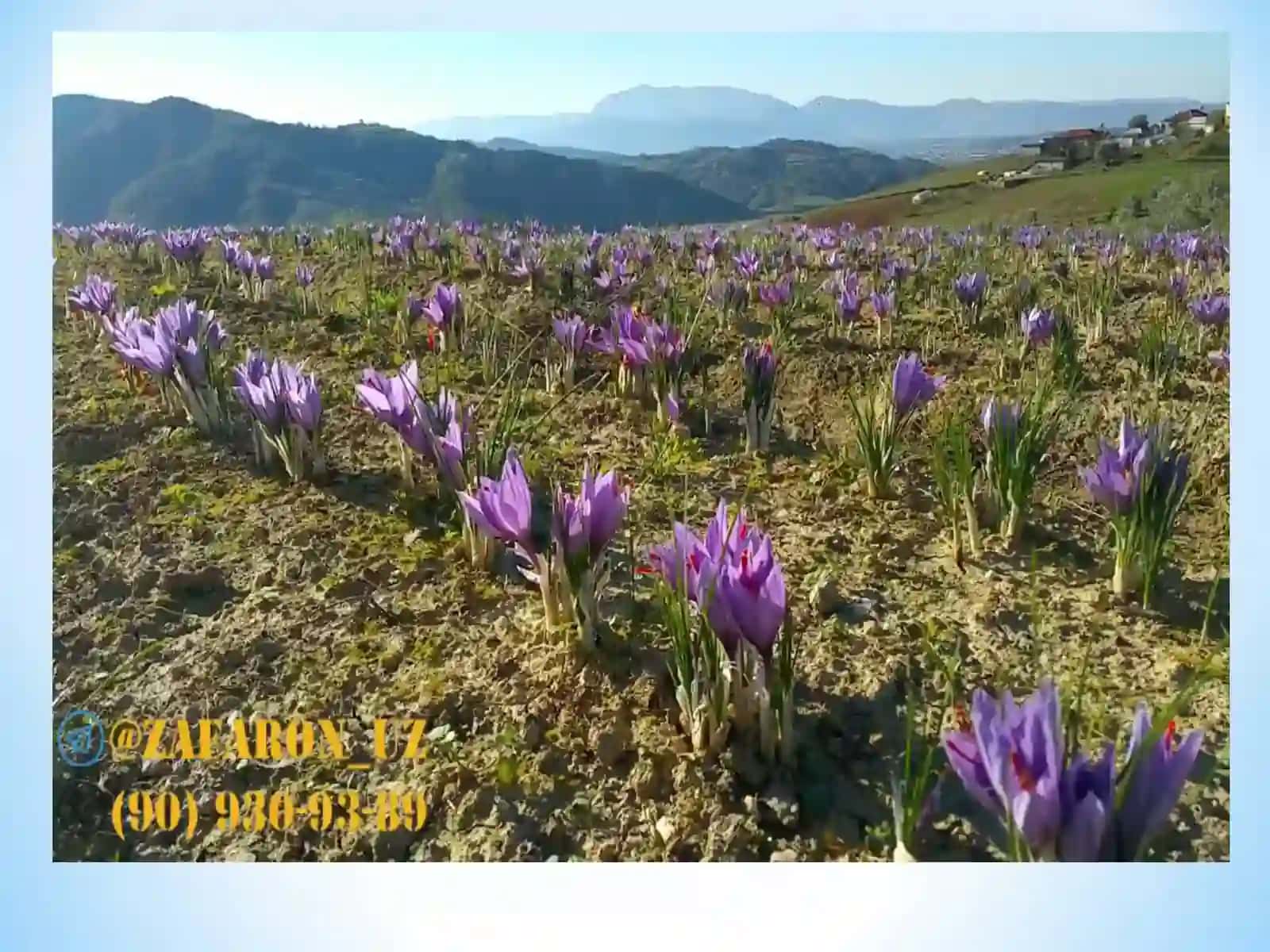 Ekma za'faron o‘simliklarini yetishtirish texnologiyasi 4