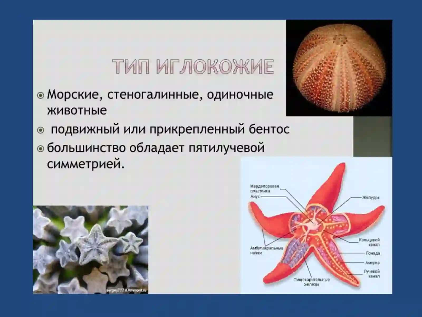 ТИП ИГЛОКОЖИЕ 4