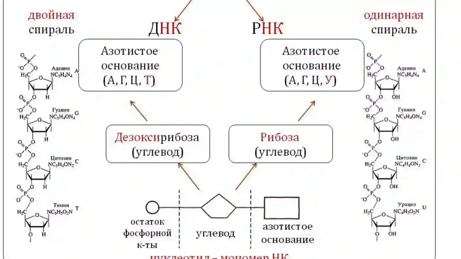 Нуклеин кислоталар 4