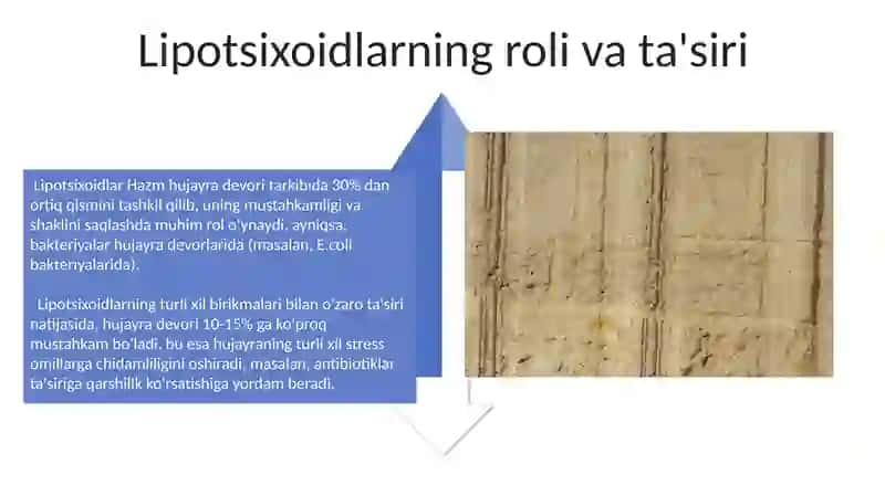 Hazm azolari devori tuzilishining umumiy tavsiflari 4