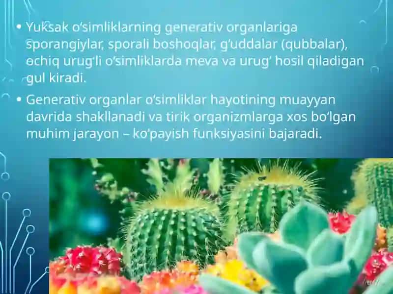 O‘simliklarning generativ organlari filogenezi 4