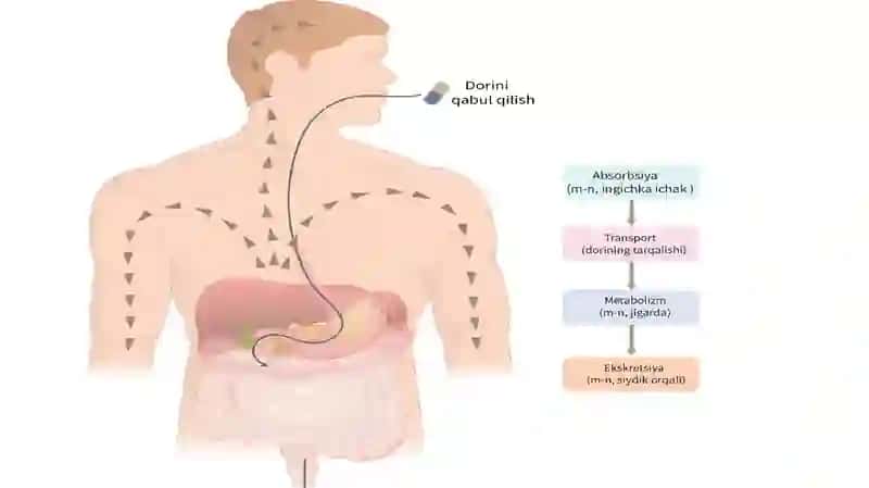 Doritaqsimlanishi. Dorimetabolizmi. Dorieliminatsiyasivatasiriningterminatsiyasi 4