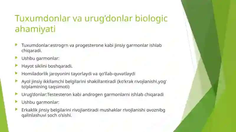 Tuxumdonlar va urug’donlar gistomorfologiyasi 4