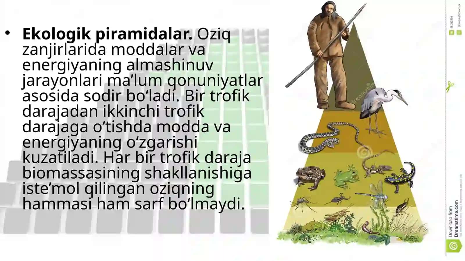 18-§.Ekologikpiramidaqoidasi.Biomassavaenergiyapiramidasi 4