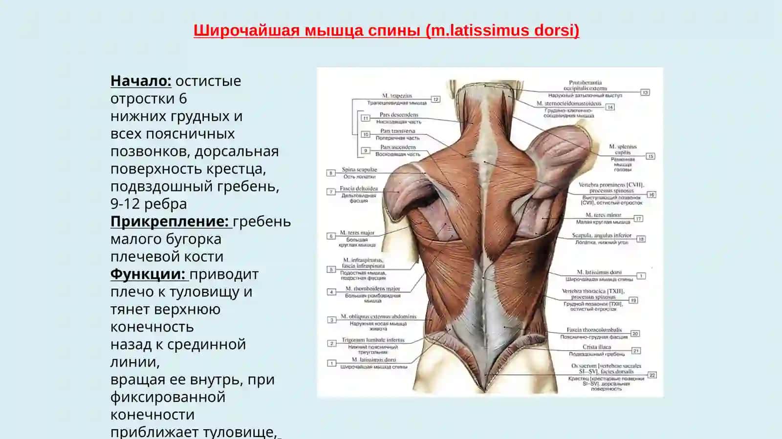 Мышцы туловища, действующие на верхнюю конечность. Мышцы шеи и головы 4