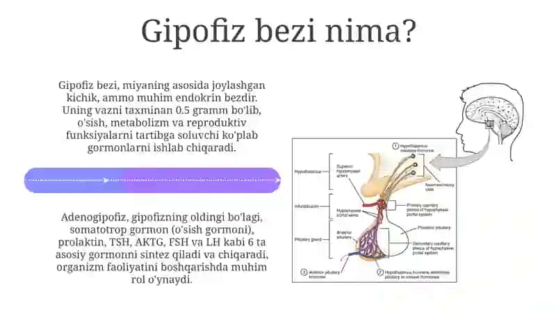 Gipofizbezining tuzilishi va funksiyalari 4