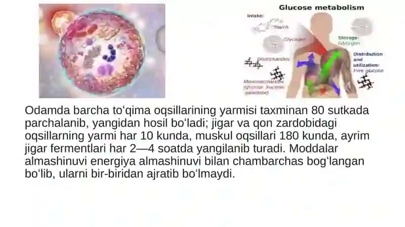 11-mavzu: Moddalar va energiya almashinuvining yoshga bog`liq xususiyatlari 4