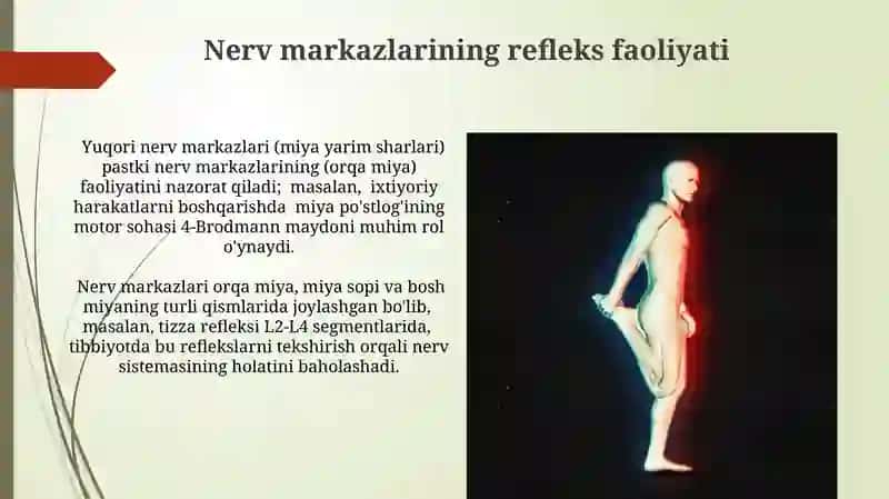 Asab markazlari xossalari 4