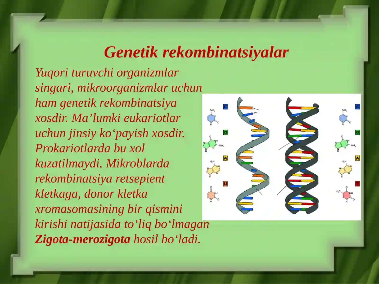 Mikroorganizmlar genetikasi 4