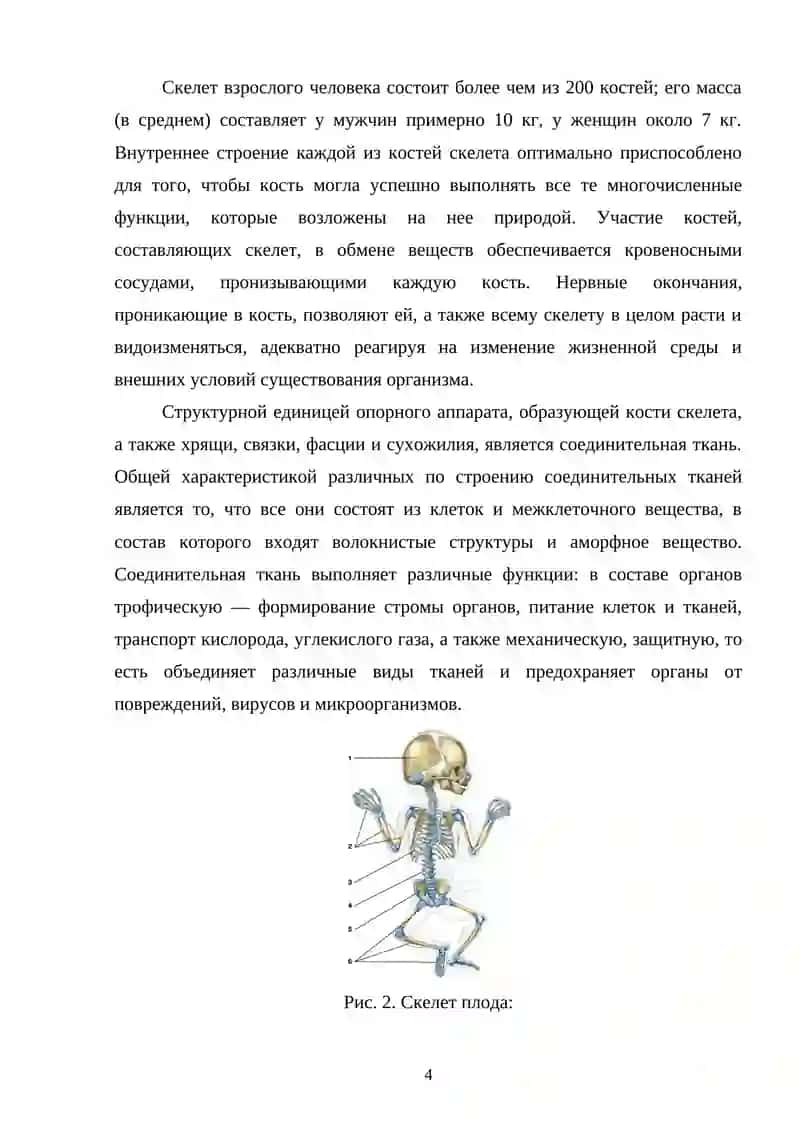 Строение костей организма, их возрастного особенности и виды 4