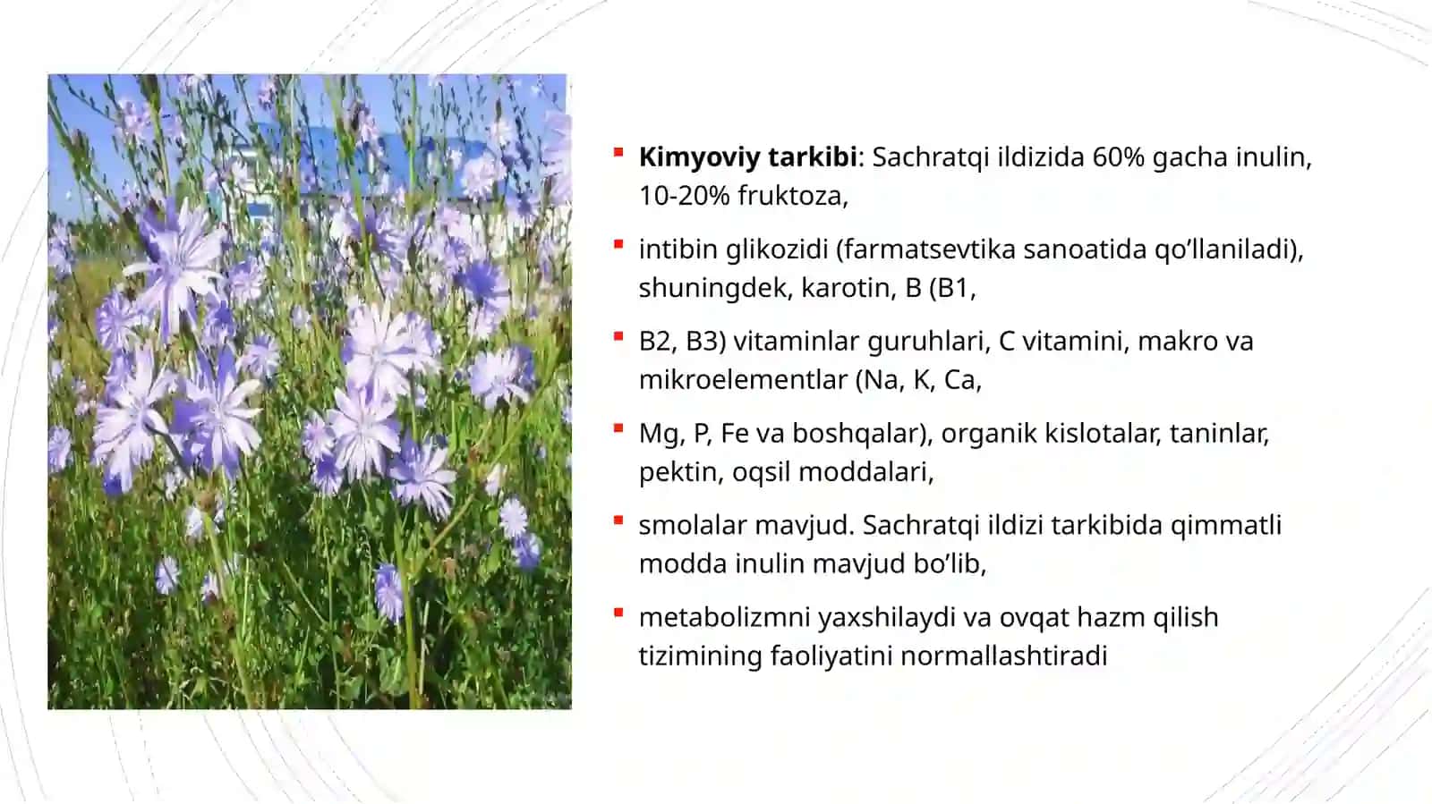 Sachratqi o‘simligining dorivorlik xususiyatlarini xususiyatlari 4