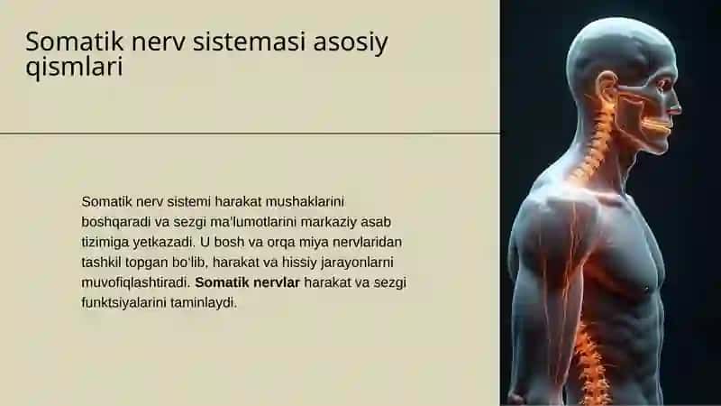 Periferik nerv sistemasi 4
