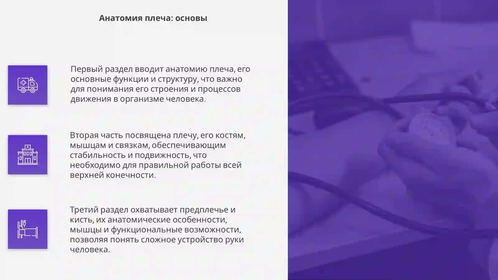 Анатомия плеча 4