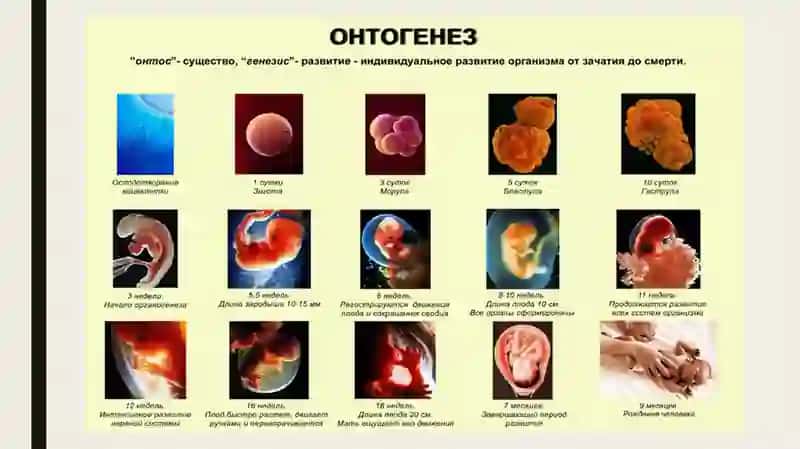 NURMATOVA SAIDAXONNING TIBBIY BIOLOGIYA FANI 4