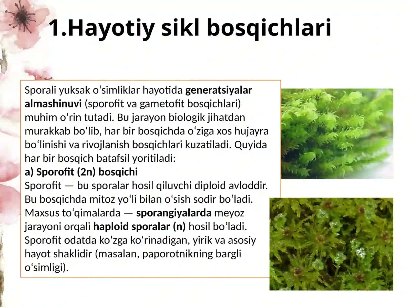 Sporali yuksak o'simliklar siklini tahlil qilish 4