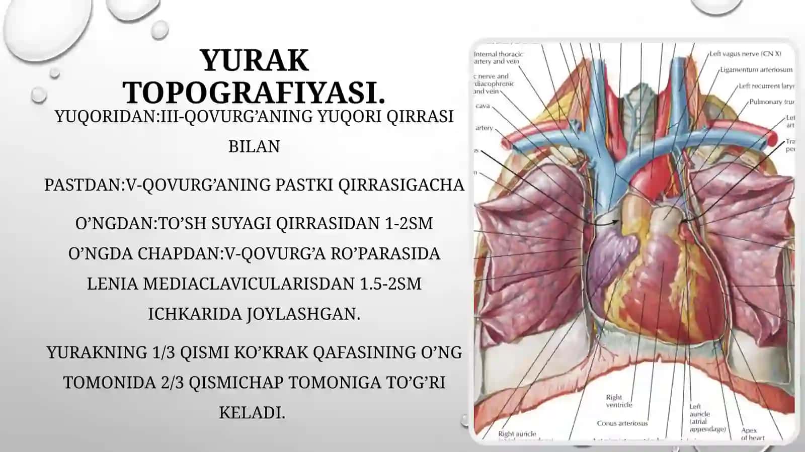 Yurakning rivojlanish nuqsonlari. Yurak va qon tomirlar rentgenanatomiyasi, angiografiya 4