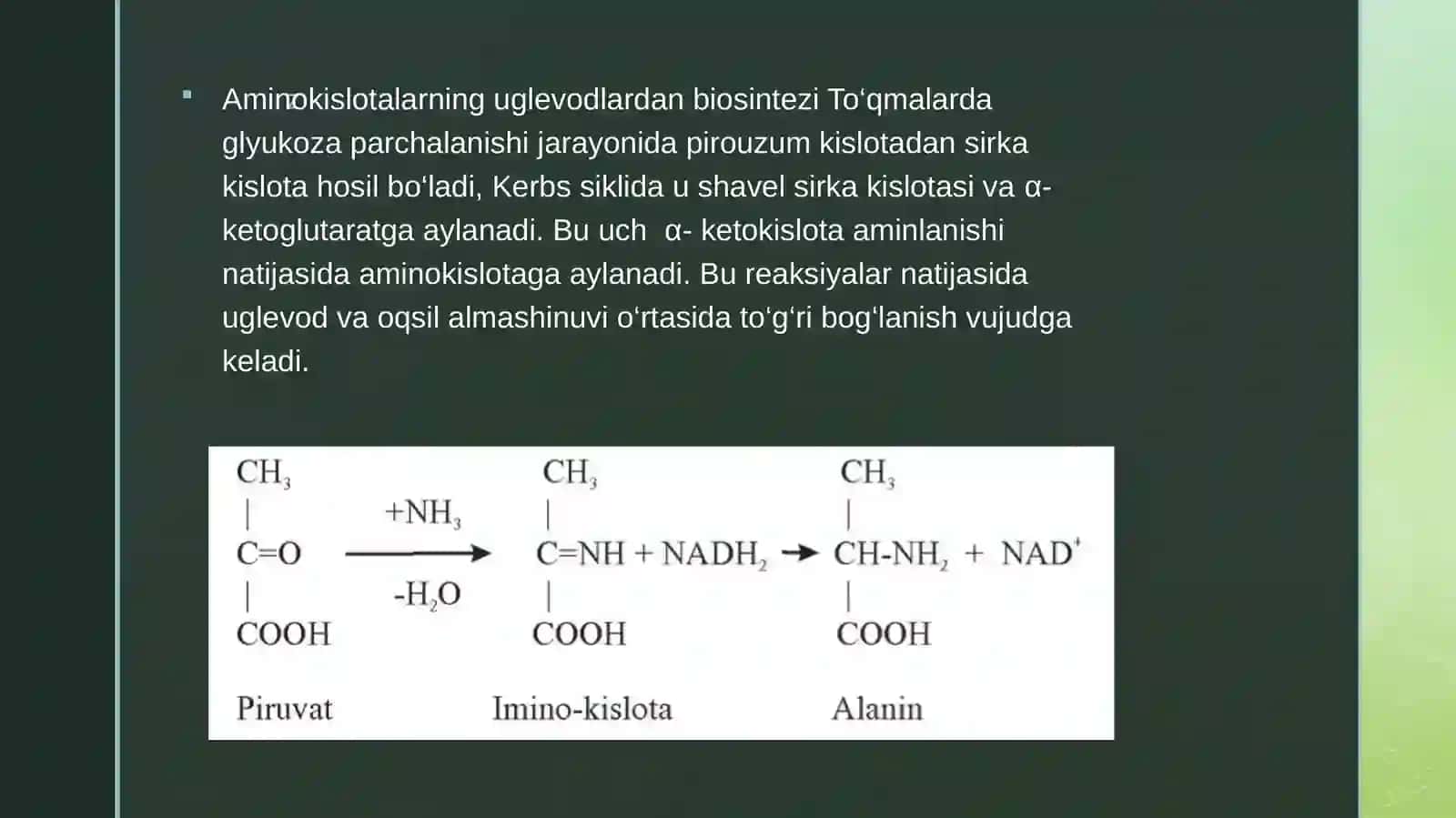 Aminokislotalarning almashinuvi 4