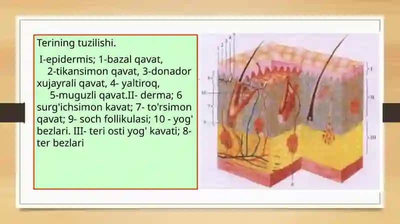 Go'dakning terisi 4