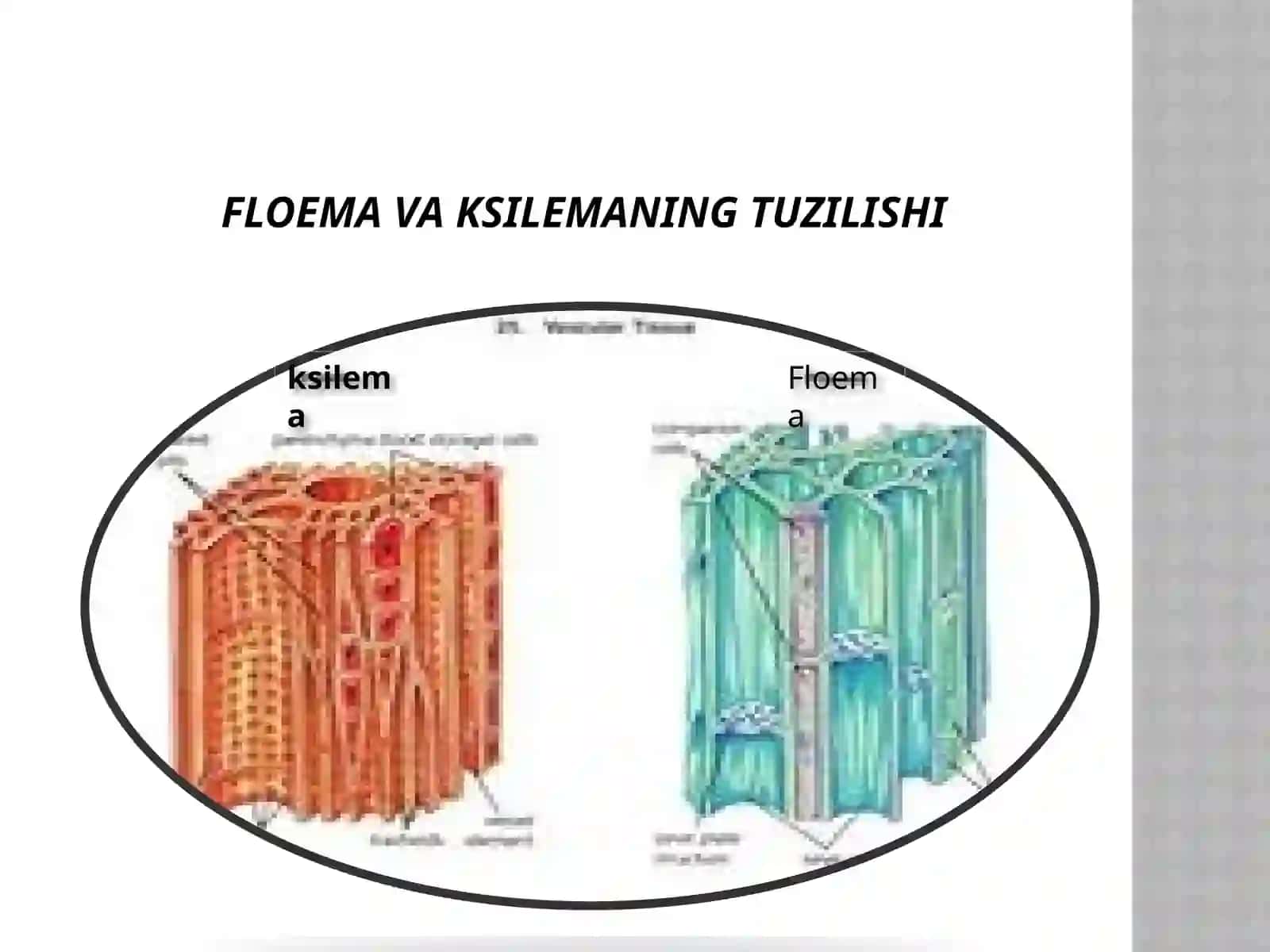 O`simlik anatomiyasi va morfologiyasi fanidan taqdimot 4
