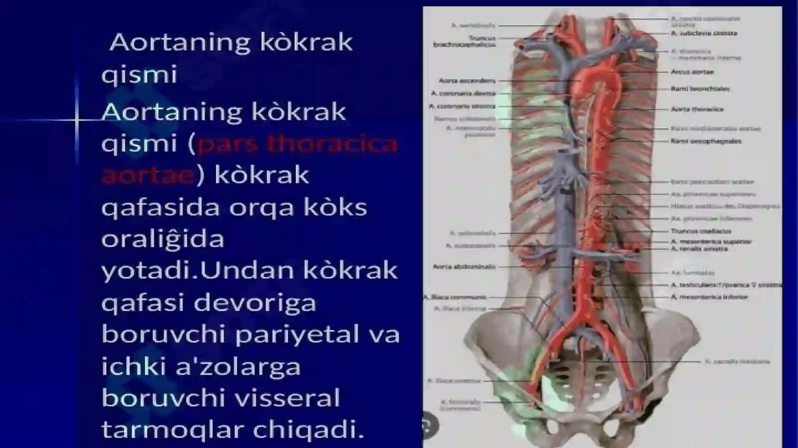 Qorin va yurak aortasi 4