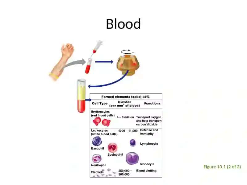 Components of Blood 4