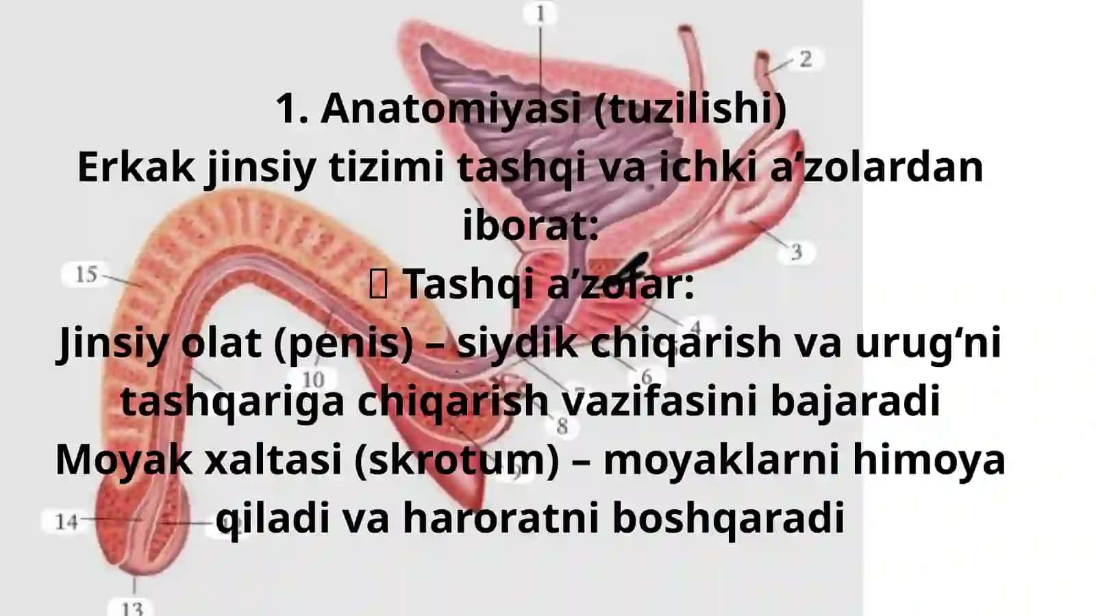 2-son Margʻilon Abu Ali ibn Sino nomidagi jamoat salomatligi tibbiyot texnikumi talabasi Mansirjonova Mohigulning anatomiya fanidan taqdimoti 4