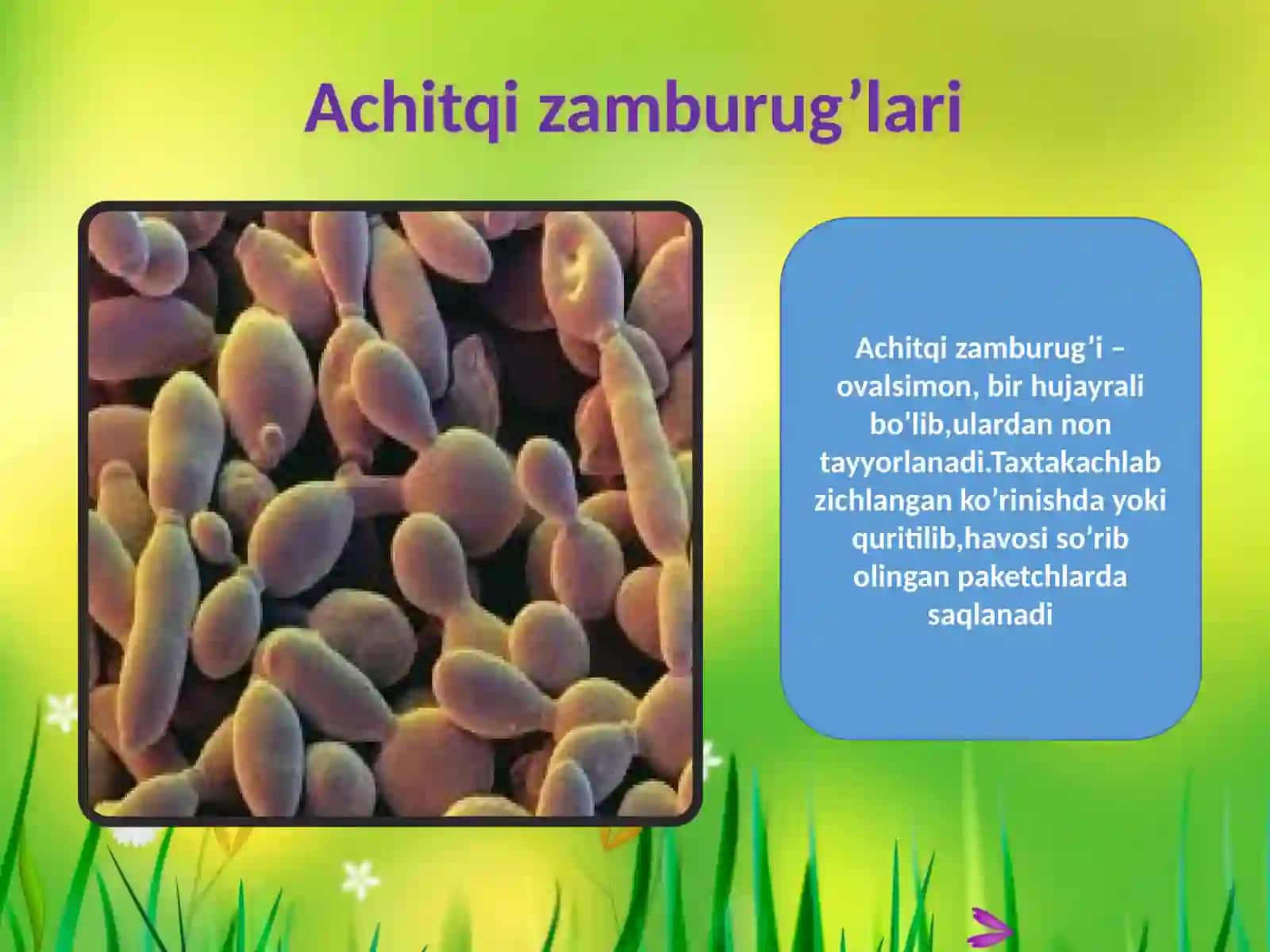 5-sinf Biologiya, Botanika fanidan Zamburug'lar dunyosi dars ishlanma 4