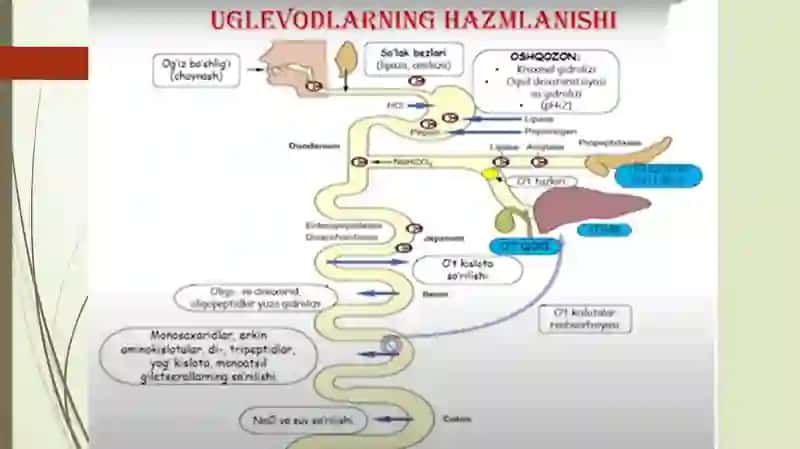 Uglevodlar hazm bo’lishi va Glikoliz 4