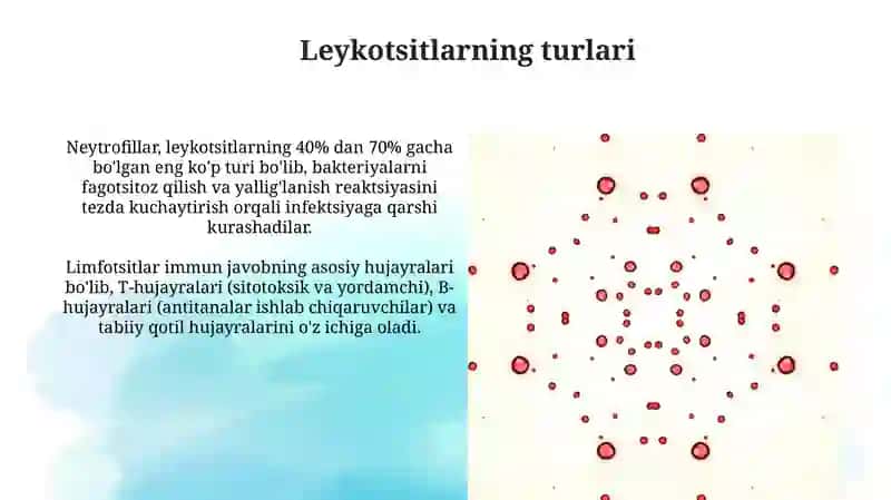 Leykotsitlar va ularning vazifalari 4
