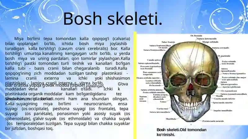 Qo'lninger kin va kamarsuyaklari; Oyoqninger kin va kamarsuyaklari; Boshskeleti. Kallasuyaklari; Boshskeleti. Kallaning yuzsuyaklari 4