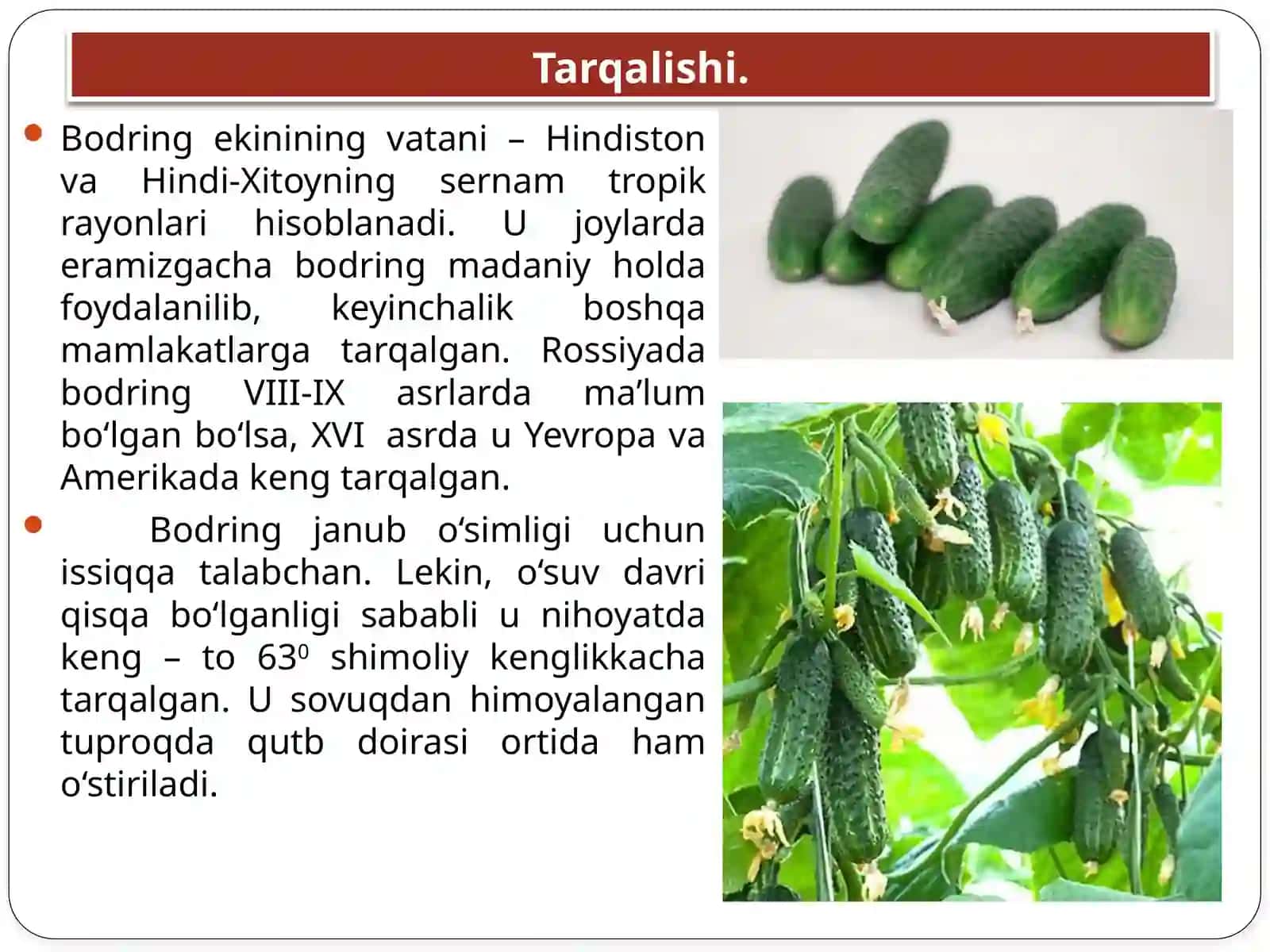 Bodring va qovoqchali sabzavot ekinlari yetishtirish texnologiyasi 4