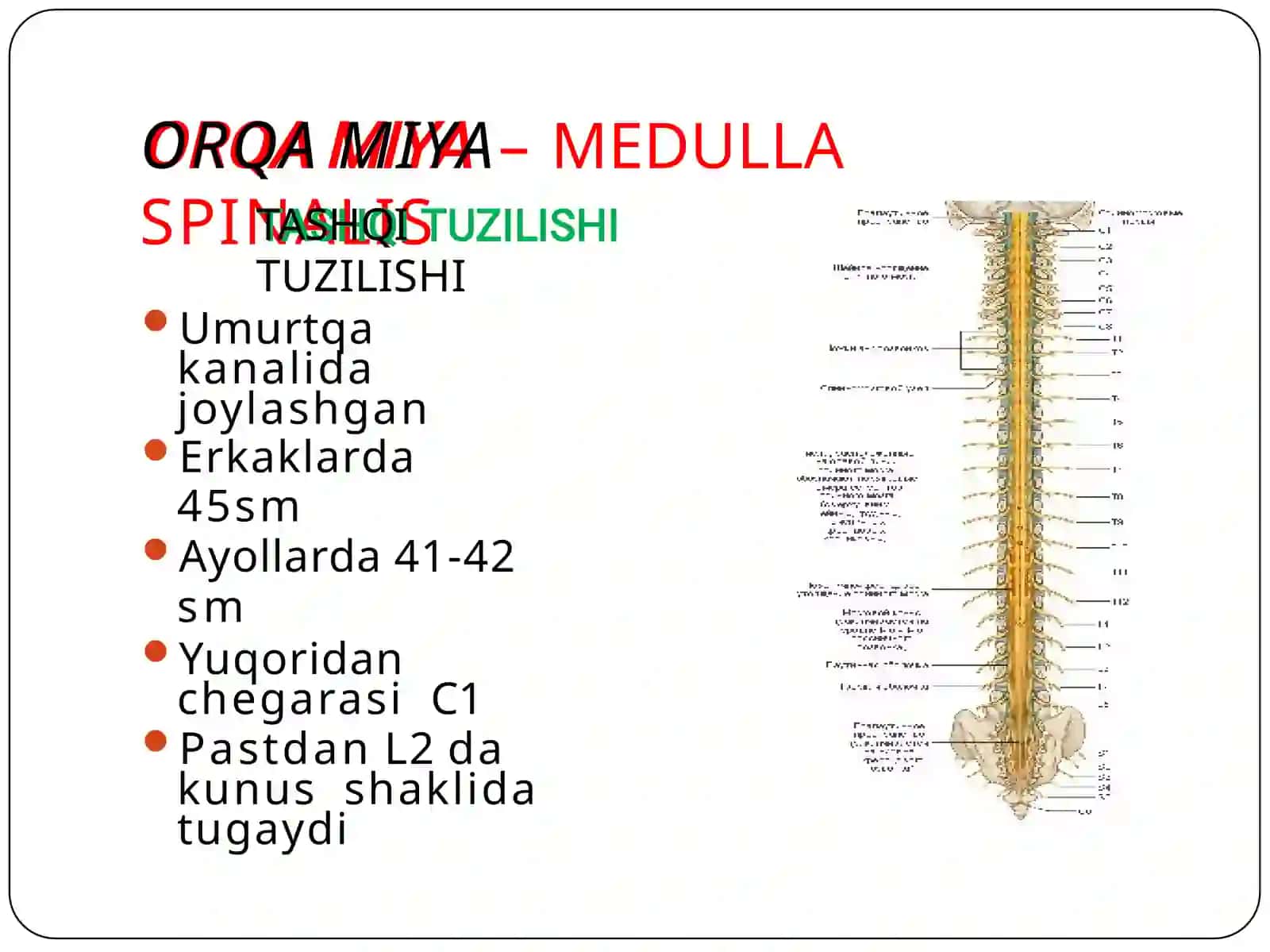 Orqamiya anatomiyasi 4