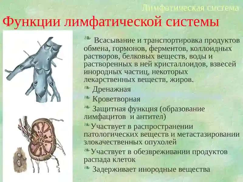 Лимфатическая система 4