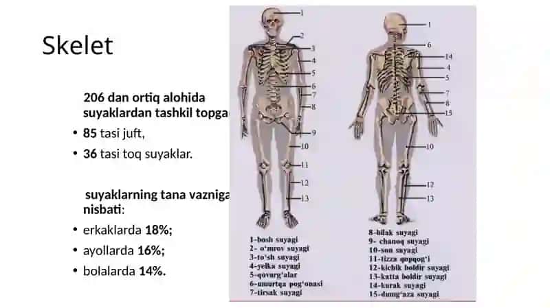 Tayanchharakatapparatining yoshga bog‘liq xususiyatlari 4