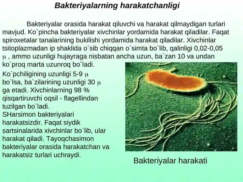 Bakteriyalar harakatchanligini o‘rganish usullari 4