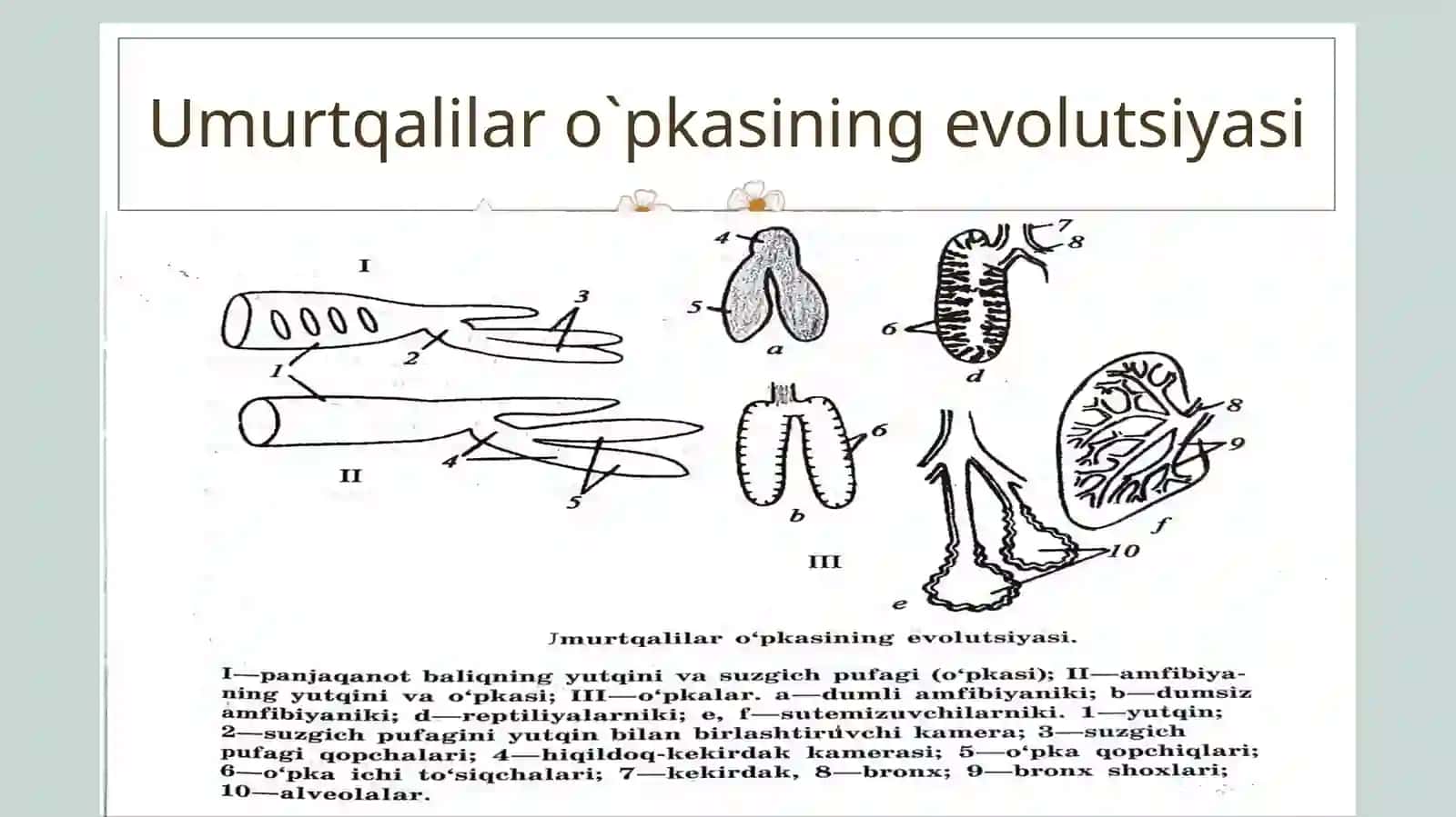 Umurtqalilar nafas olish sistemasi filogenezi 4