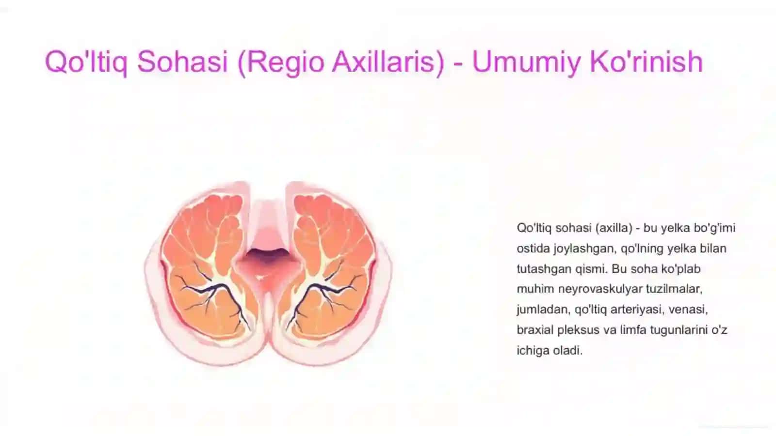 Qo'ltiq sohasi: Klinik anatomiya va ahamiyati 4
