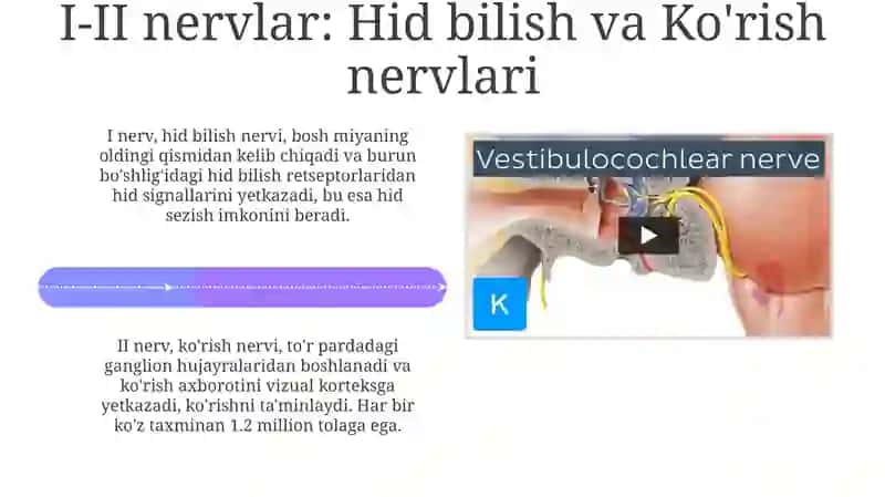 XII juft bosh miya nervining regional anatomiyasi 4