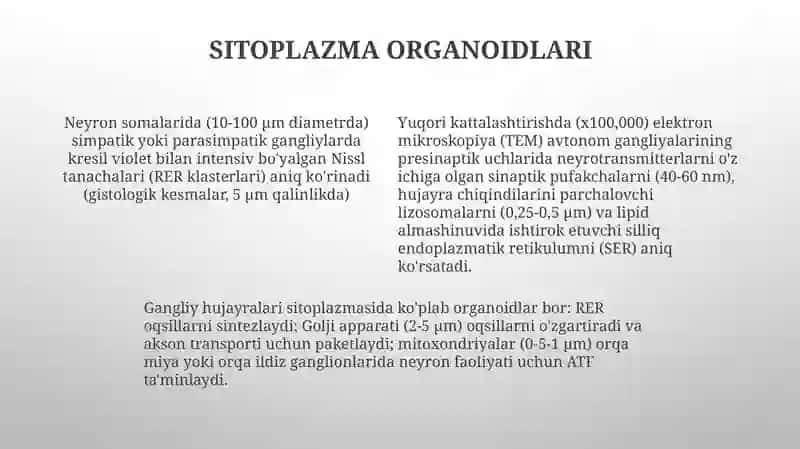 Gangliy hujayra gistologiyasi 4