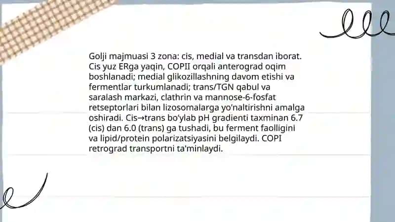 Hujayra organoidlari endoplazmatik tor golji majmuasi va lizosoma 4